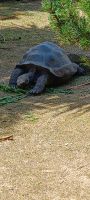 Riesenschildkröte im Zoo