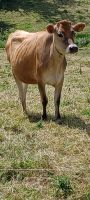 Jersey Cow