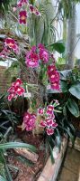 Orchideen Sammlung von Eric Young