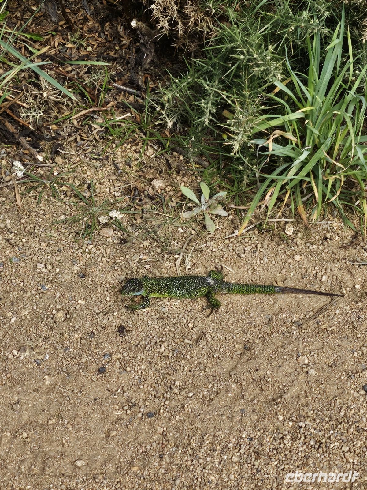 Smaragdeidechse am Devils Hole