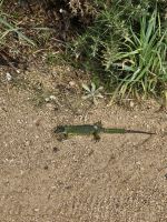 Smaragdeidechse am Devils Hole