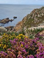 es blüht am Wegesrand