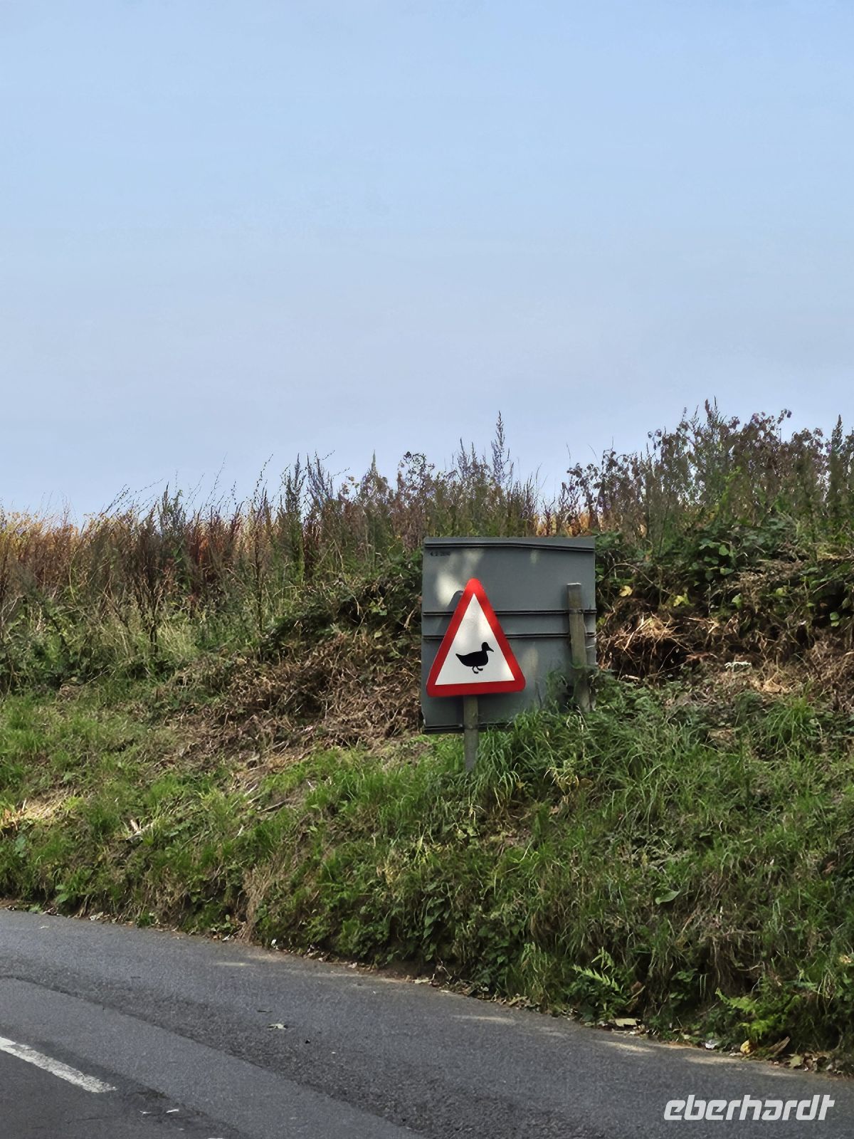 Achtung, wilde Enten!