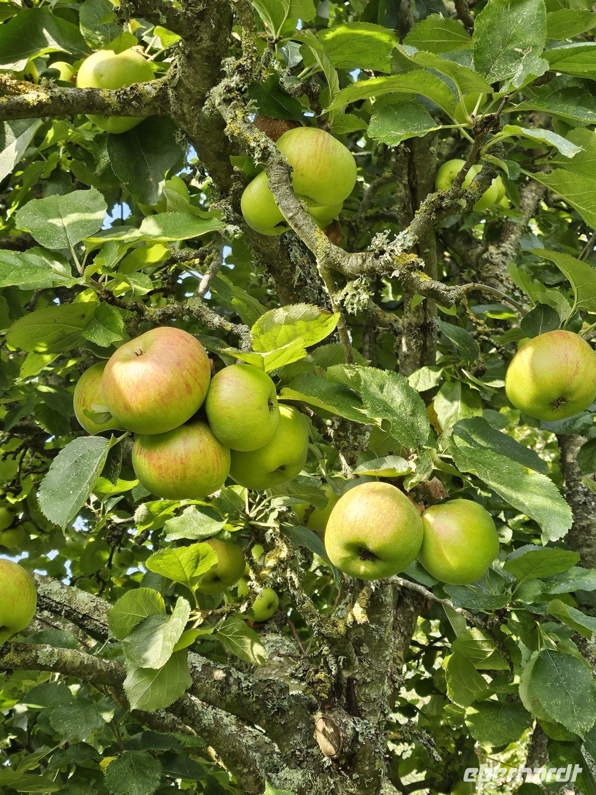 Äpfel für die Ciderherstellung
