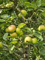 Äpfel für die Ciderherstellung