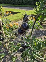 schwarze Tomaten