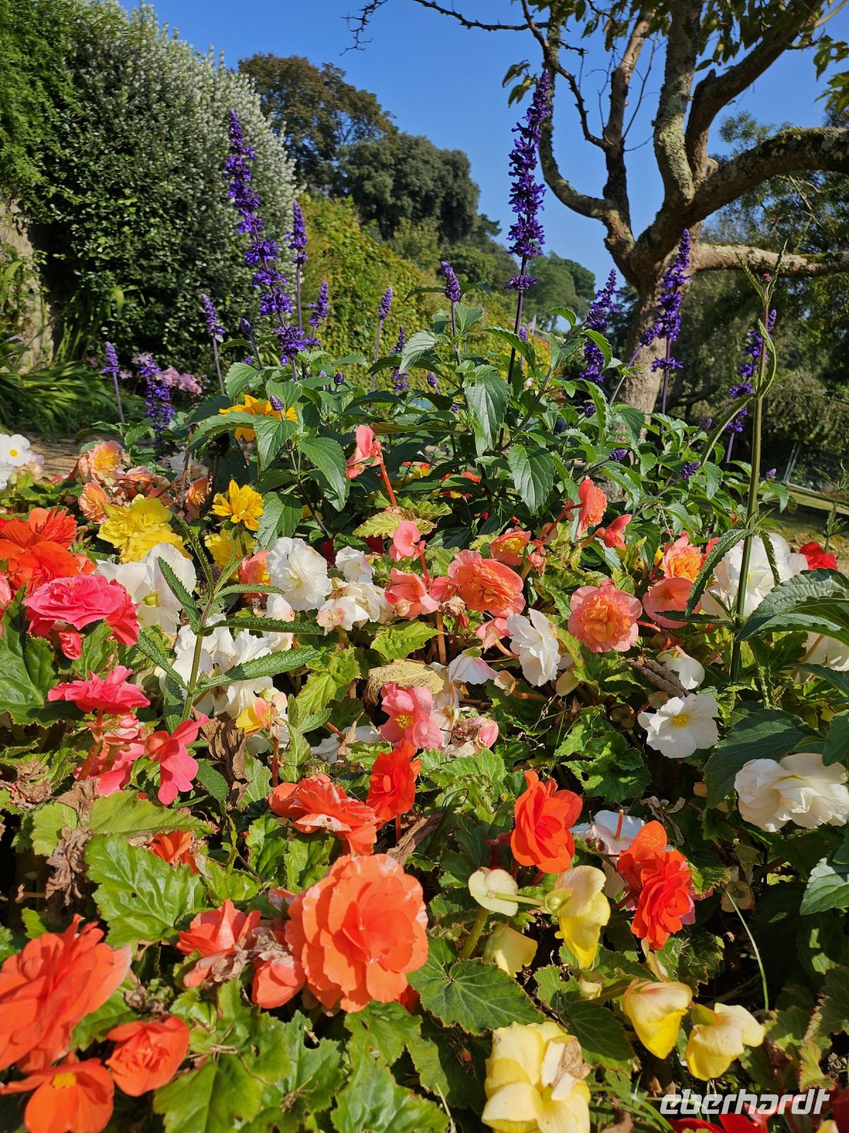 Guernsey Blütenpracht