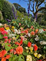 Guernsey Blütenpracht