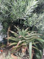 Meditarrane Impressionen