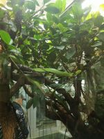 Wie im Paradise  -  fehlt nur Eva