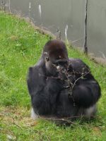 Ein majestetischer Berggorilla