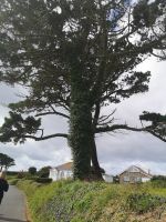 vom Baum gegrüßt...