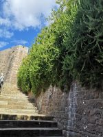 Tepich aus Rosmarin....