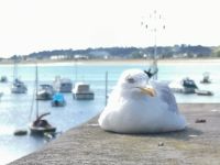 Ein Beobachter mit gebrochenem Flügel