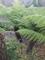 Ein Hauch von Jurasic Park 