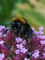 Schau mir in die Augen, Kleines...