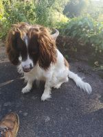 Ein Begleiter durch den Garten 