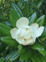 Eine Schönheit in weiß...