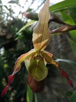 ein schönes Exemplar 