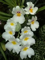 die Damen in weiß...