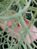 etwas versteckt......