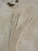 wie ein Baum im Winter - die Spuren im Sand