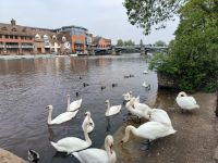 Windsor, Themse, Blick nach Eton