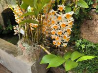 Orchideenfarm. Jersey