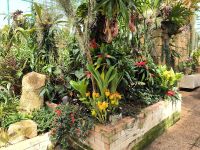 Orchideenfarm. Jersey