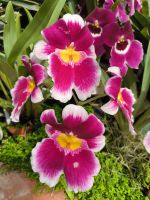 Orchideenfarm. Jersey