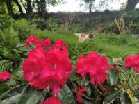 Auch der Hund genießt die Natur