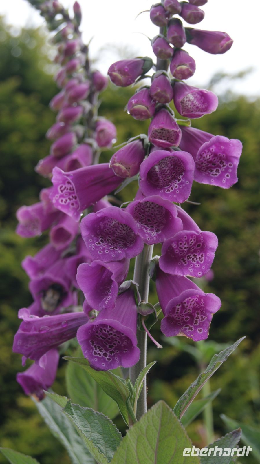 La Seigneurie, House and Gardens - Sark 