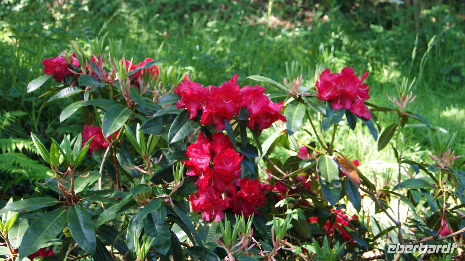 Domaine des Vaux Privatgarten - Jersey