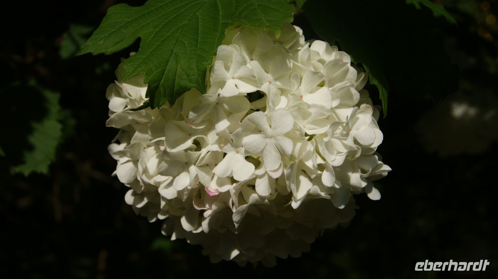 Domaine des Vaux Privatgarten - Jersey