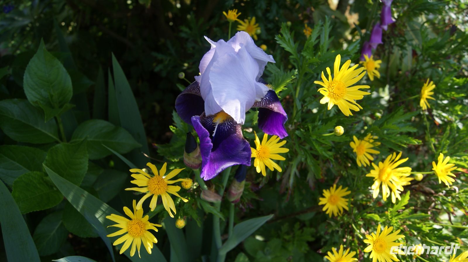 Domaine des Vaux Privatgarten - Jersey