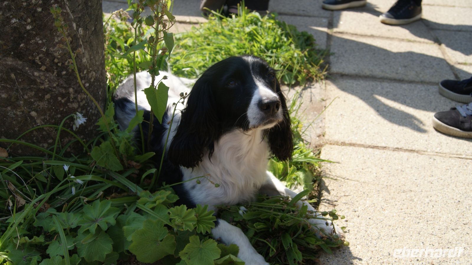 Domaine des Vaux Privatgarten - Jersey