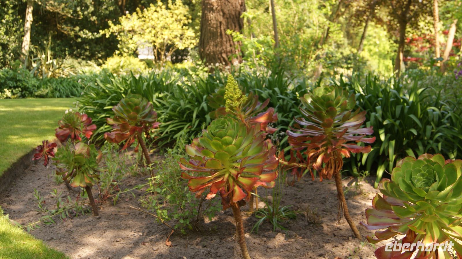 Seafields Gardens Privatgarten - Jersey