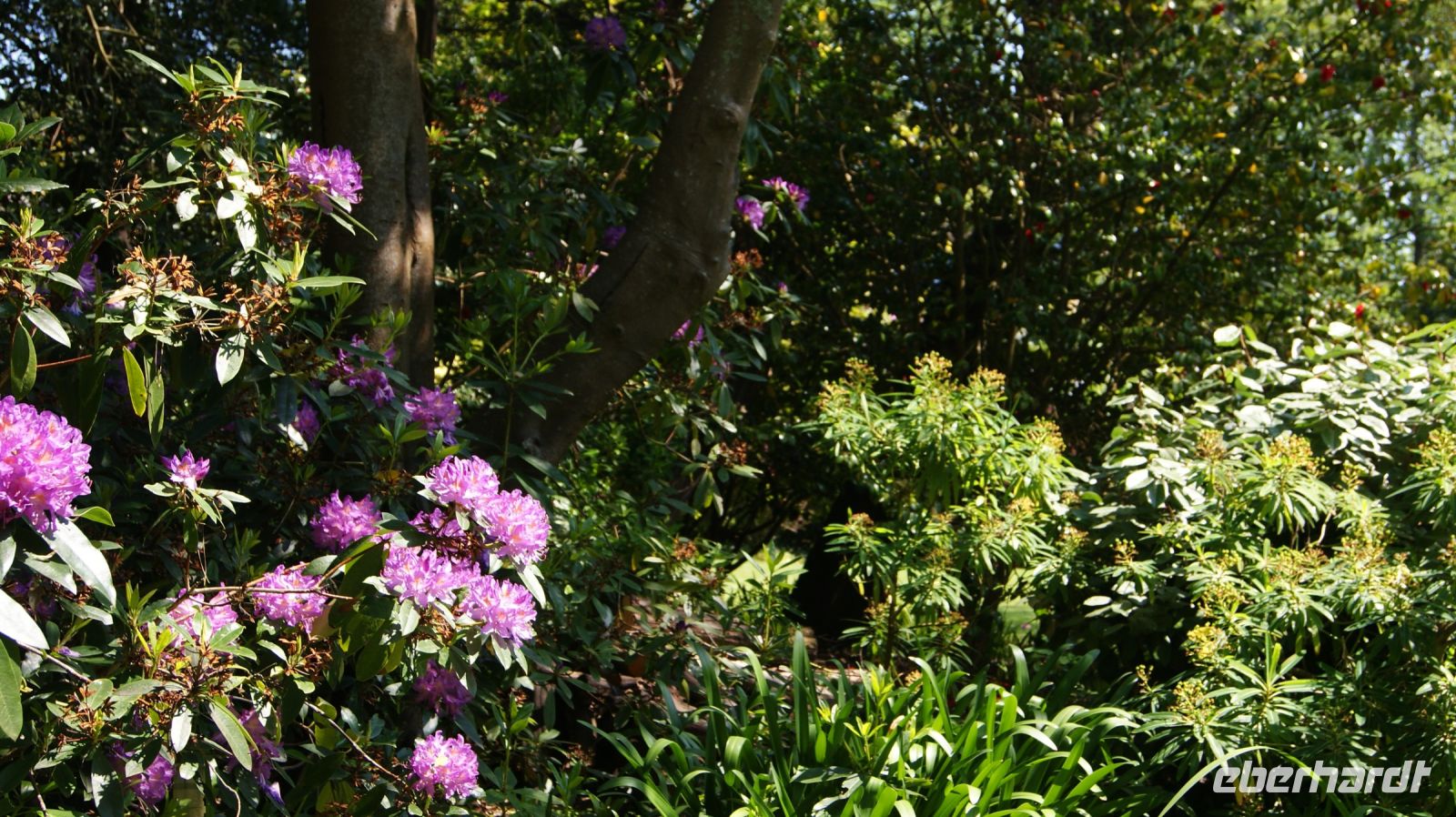 Seafields Gardens Privatgarten - Jersey