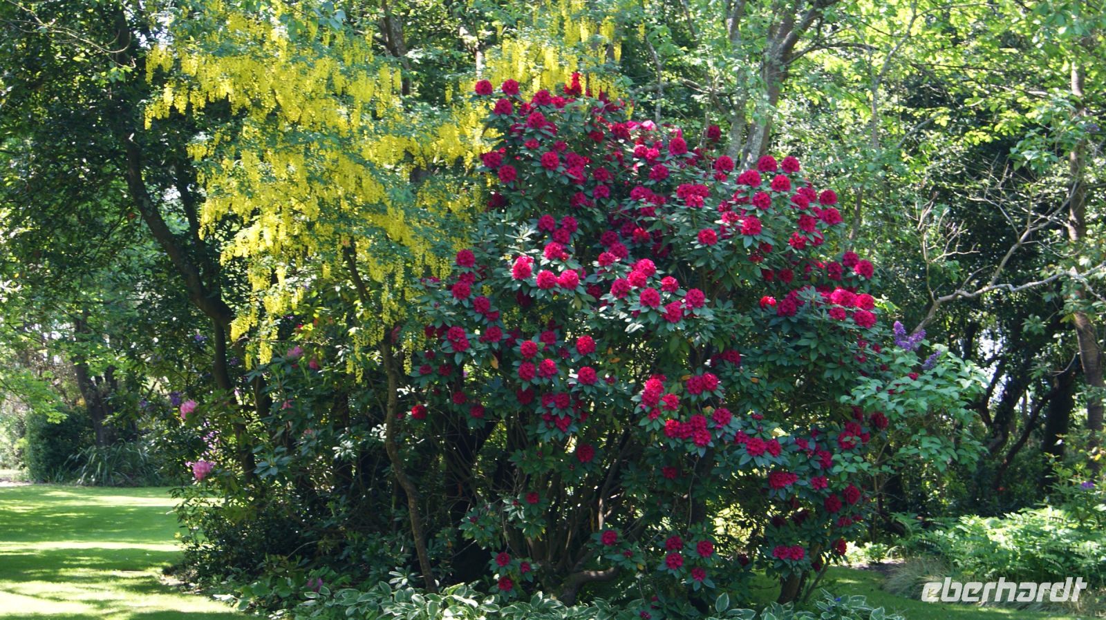 Seafields Gardens Privatgarten - Jersey