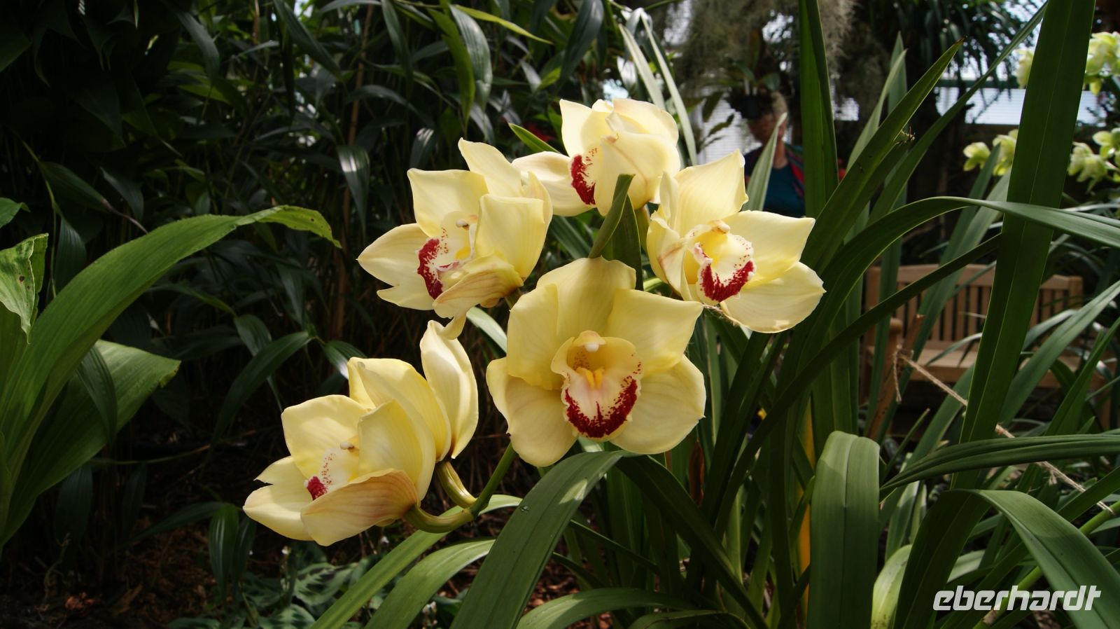 Eric Young Orchid Foundation - Jersey