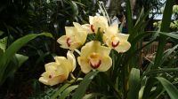Eric Young Orchid Foundation - Jersey