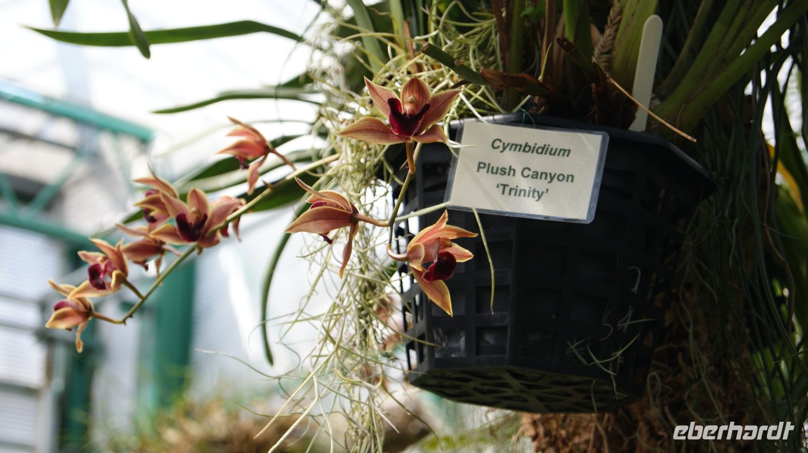 Eric Young Orchid Foundation - Jersey