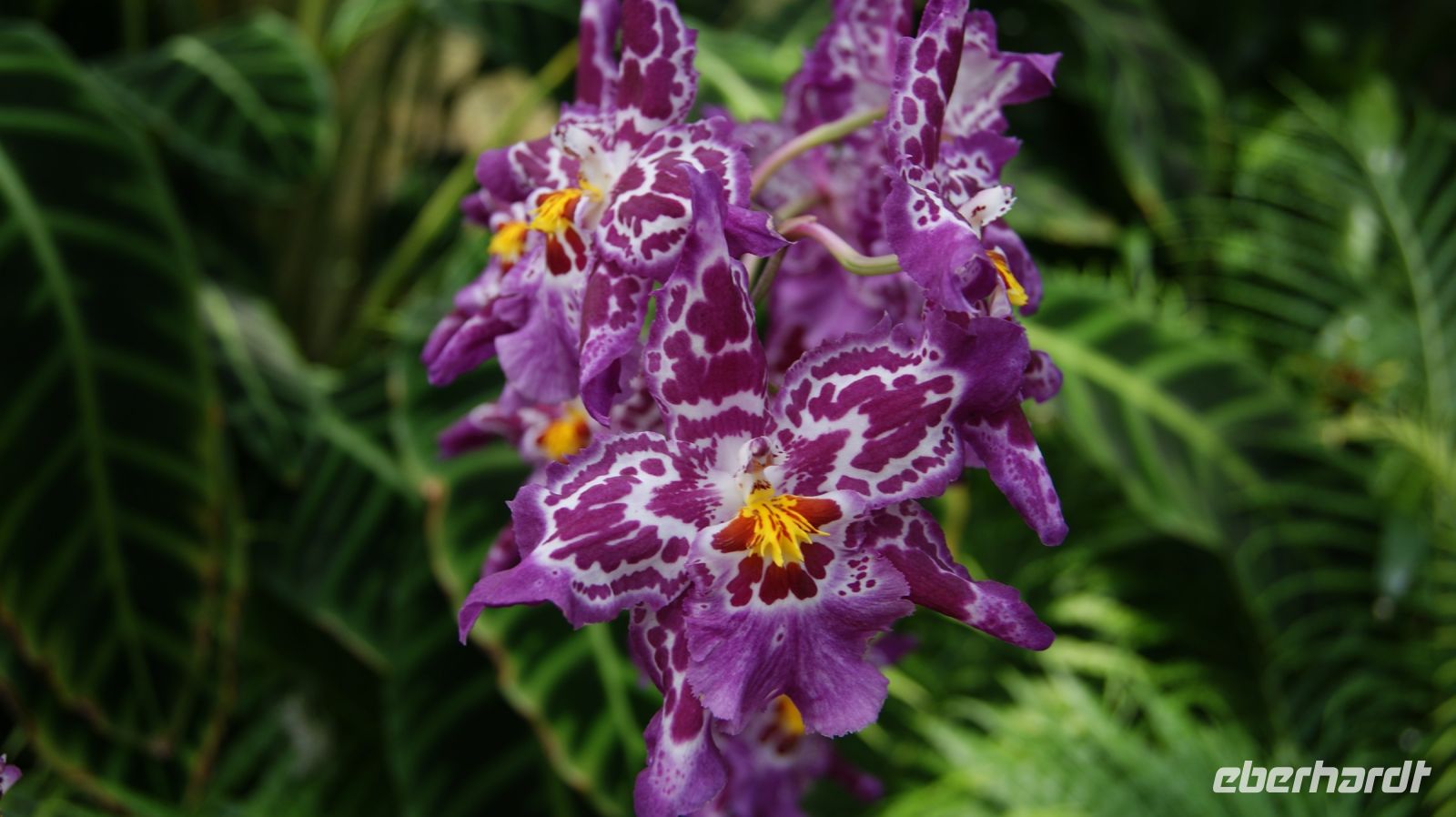 Eric Young Orchid Foundation - Jersey