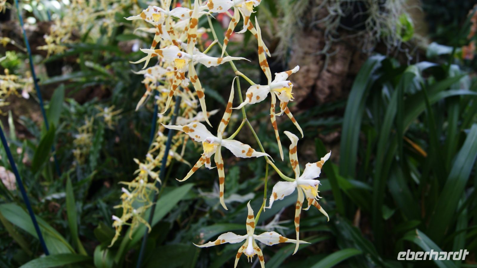 Eric Young Orchid Foundation - Jersey