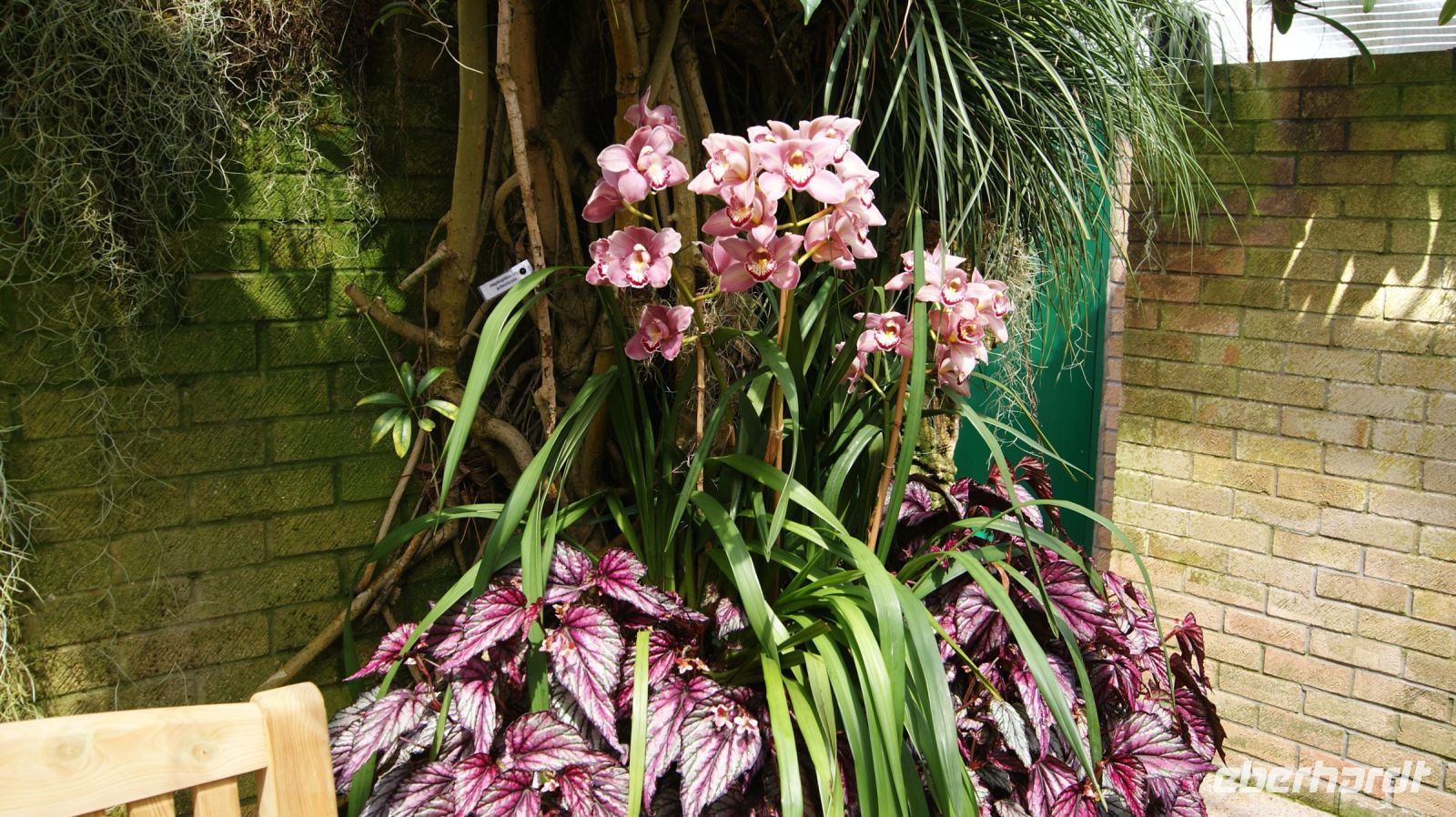 Eric Young Orchid Foundation - Jersey