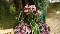 Eric Young Orchid Foundation - Jersey