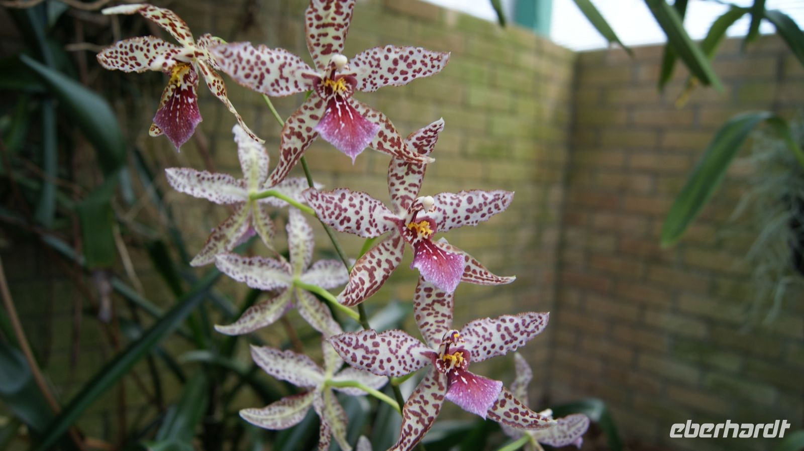 Eric Young Orchid Foundation - Jersey