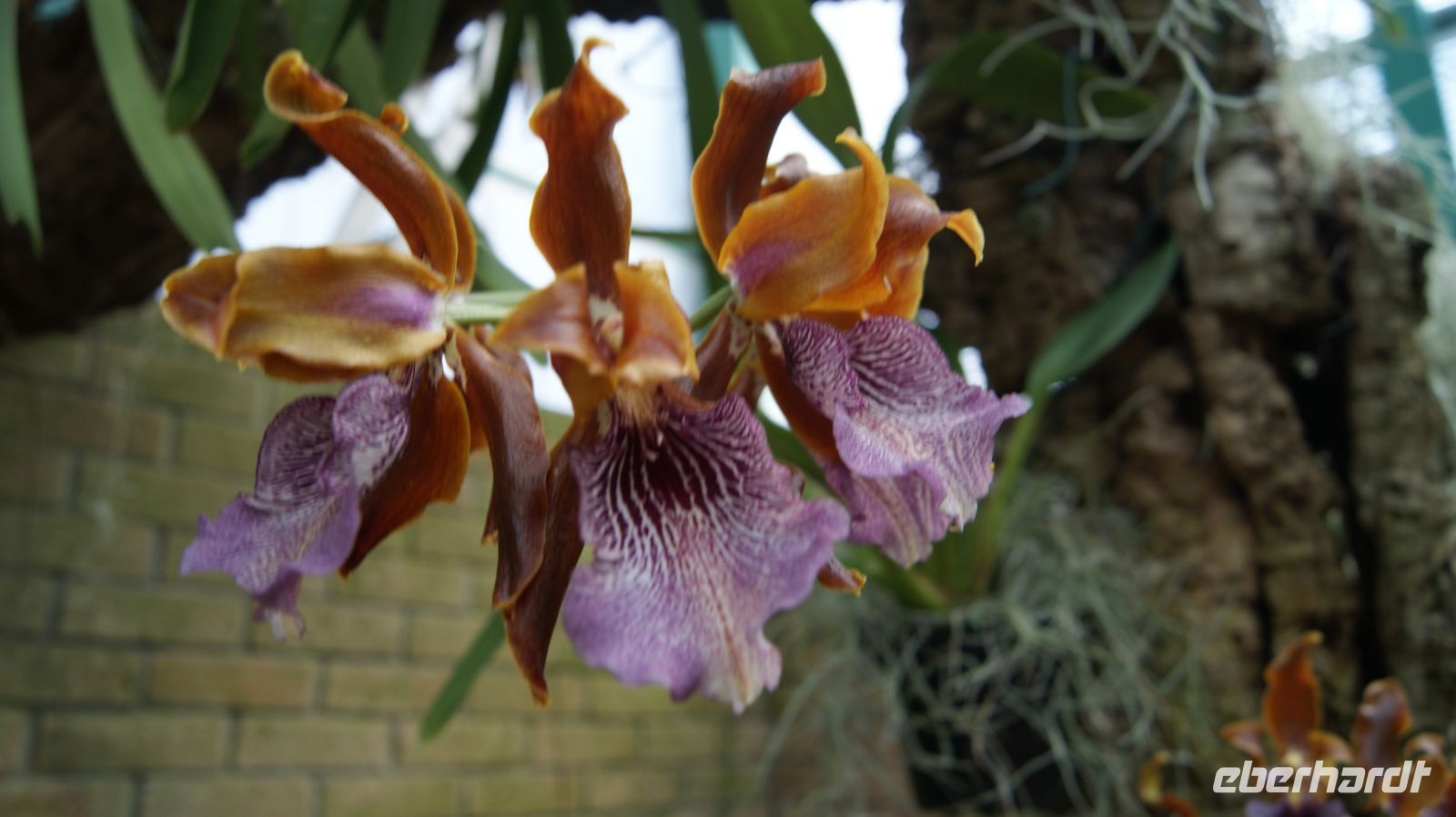 Eric Young Orchid Foundation - Jersey
