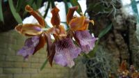 Eric Young Orchid Foundation - Jersey
