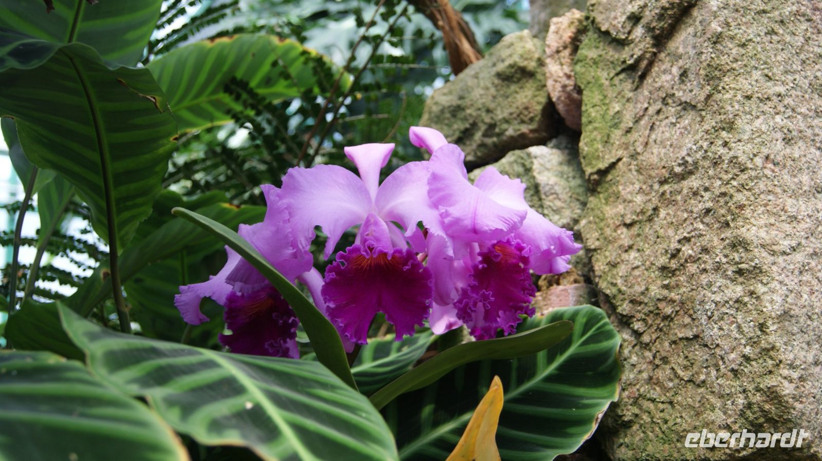 Eric Young Orchid Foundation - Jersey